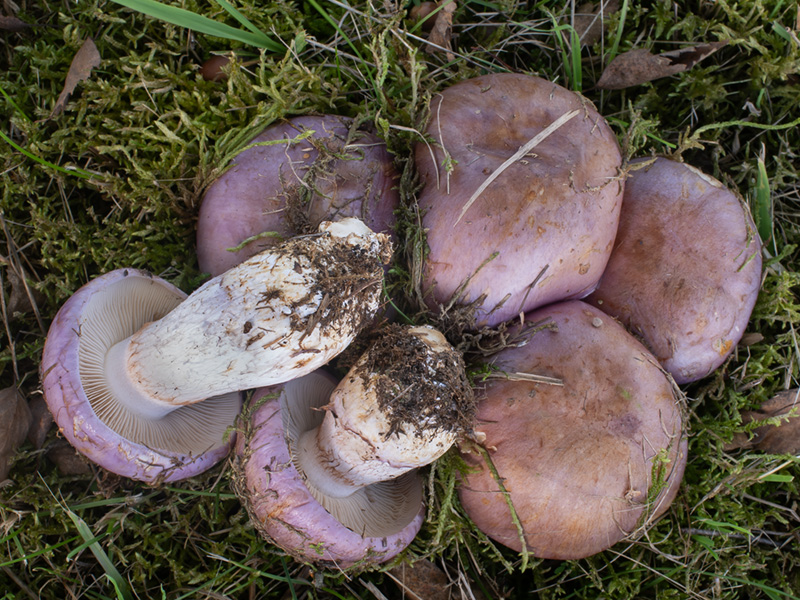 Cortinarius balteatocumatilis